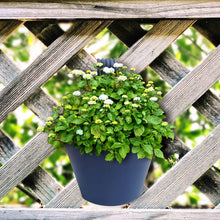 Functional hanging planter for any space.